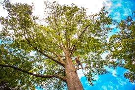 How Our Tree Care Process Works  in  National Harbor, MD