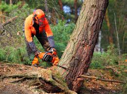 Best Emergency Tree Removal  in National Harbor, MD