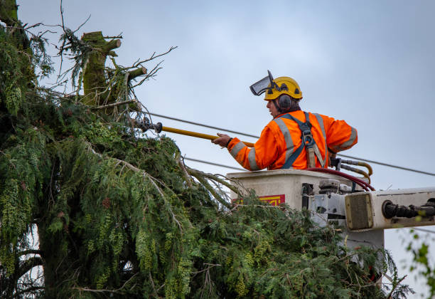 Best Hazardous Tree Removal  in National Harbor, MD