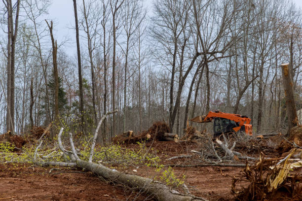 Best Tree Mulching  in National Harbor, MD