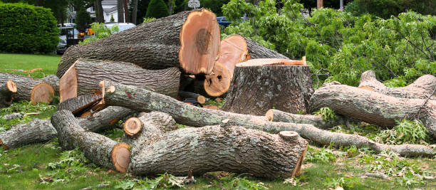  National Harbor, MD Tree Services Pros