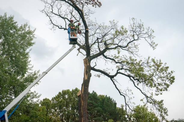 Best Hedge Trimming  in National Harbor, MD