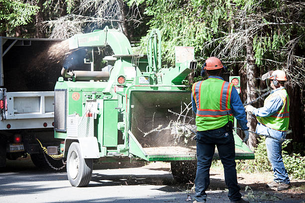 Best Stump Grinding and Removal  in National Harbor, MD