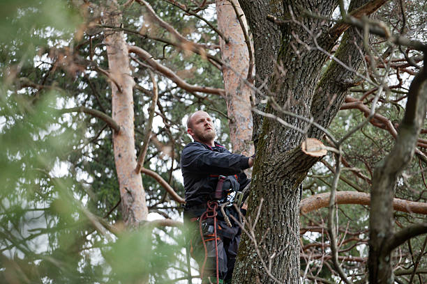 Best Commercial Tree Services  in National Harbor, MD